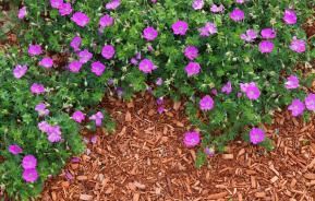 Enlever les mauvaises herbes: nos 10 astuces | Ilovemygarden