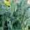 How to grow and care for Cavolo Nero